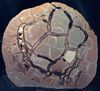 septaria